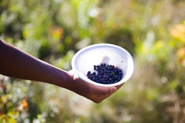 Berries in a bowl.