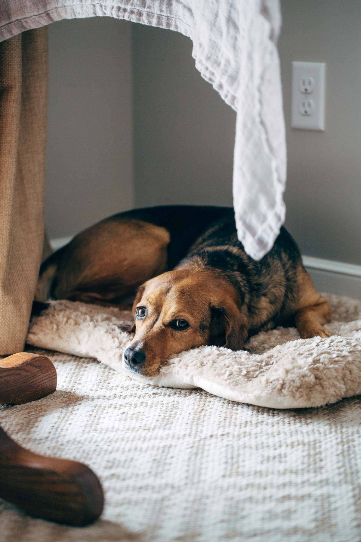 Dog under the table on a bed.